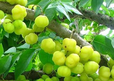  how to grow small gooseberry plant in tamil 