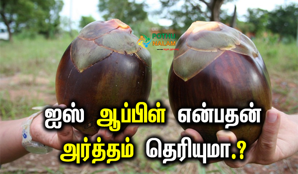 ice apple in tamil