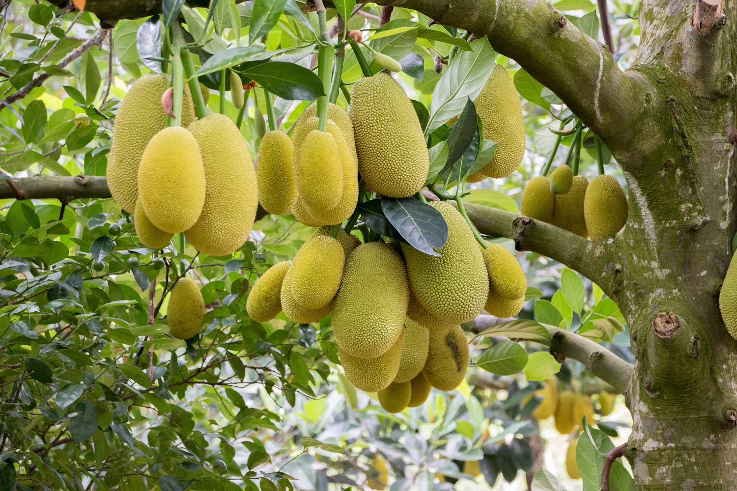 jackfruit tree growing tips in tamil 