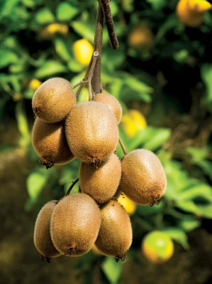 Kiwi fruit benefits in tamil