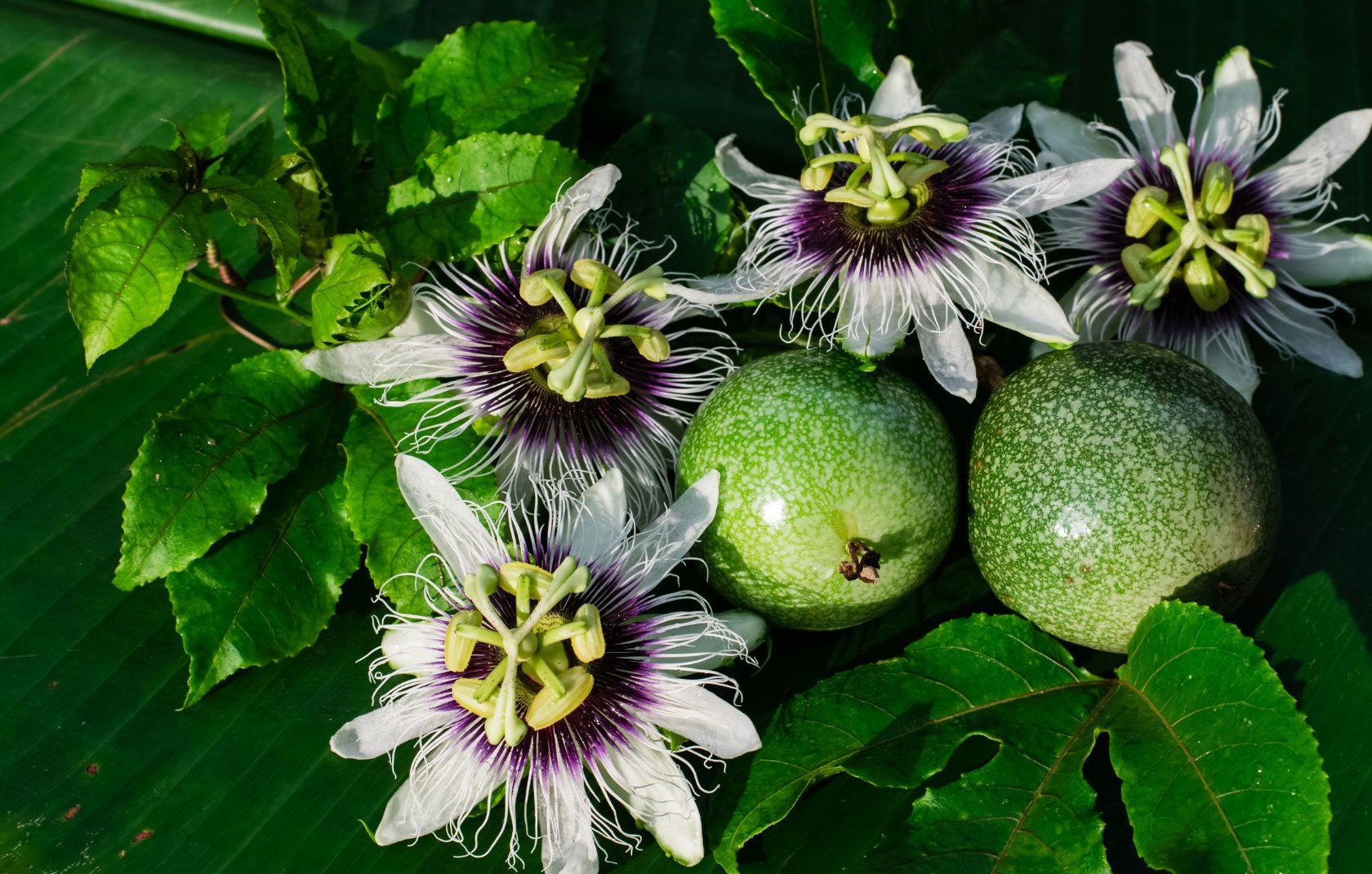  Passion Fruit Information in Tamil