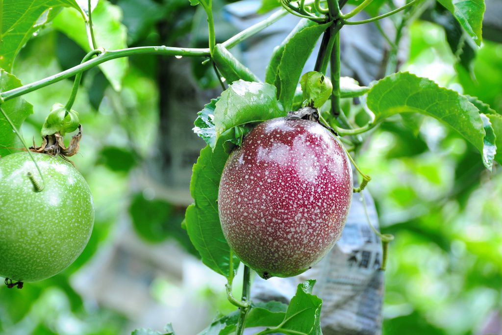 Passion fruit benefits in tamil