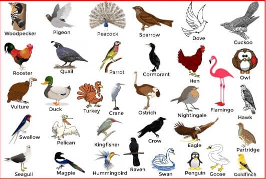 50 Birds Name in Tamil