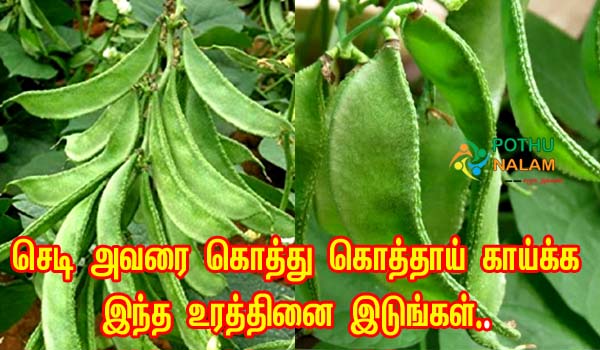 Avarai Sedi Valarpu in Tamil