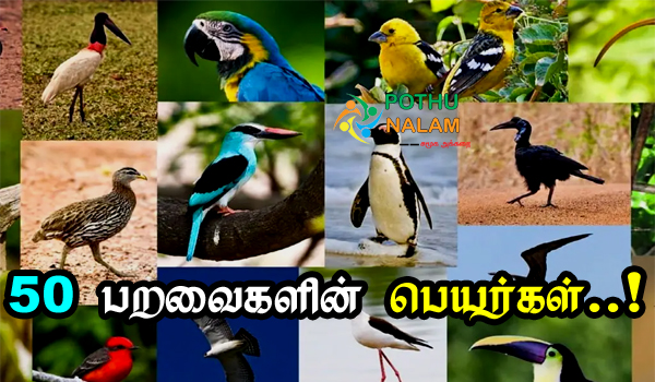 Birds Name in Tamil