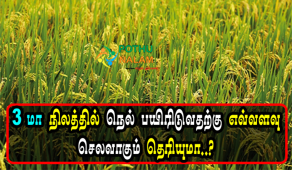 Cost of Cultivation of Paddy Per 3ma Land in Tamil