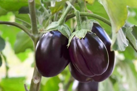Tips to Get More Fruit from Brinjal Plant in Tamil