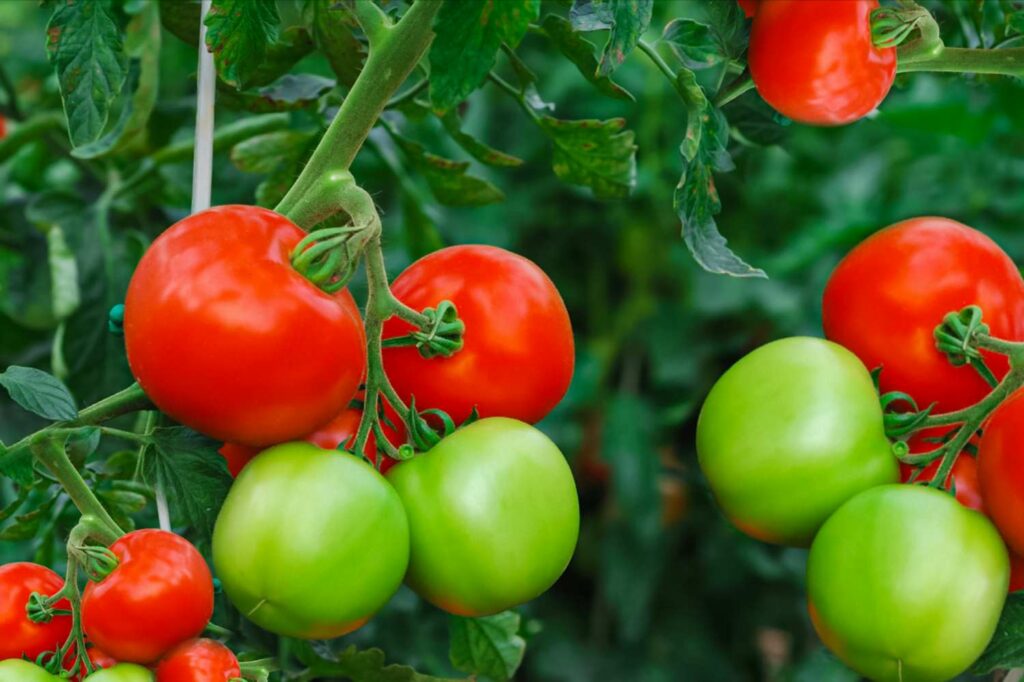 How To Get More Fruit on Tomato Plants in tamil