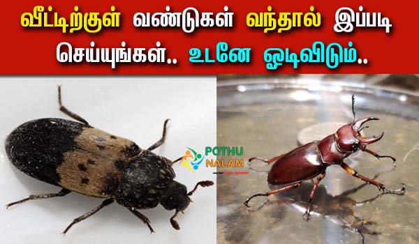 How To Get Rid of Beetles Home Remedy in Tamil