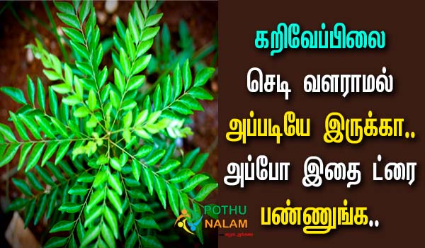 How To Grow Curry Leaves Faster at Home in Tamil