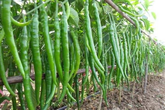 How To Grow Green Chilli Plants Faster in Tamil