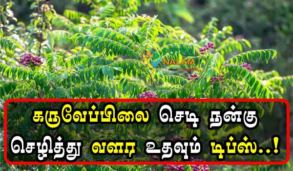 Karuveppilai Sedi Nangu Valara Tips in Tamil