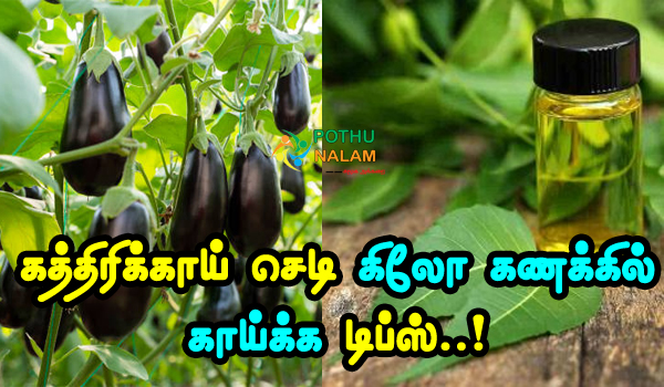 Kaththarikkai Sedi Athiga Kaigal Kaika Tips in Tamil