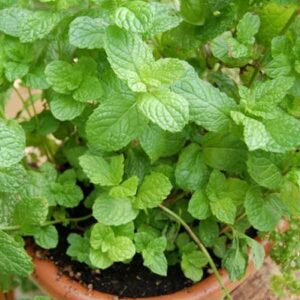 Mint Leaves Grow Tips in Tamil