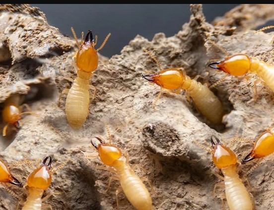 Termite killer in tamil