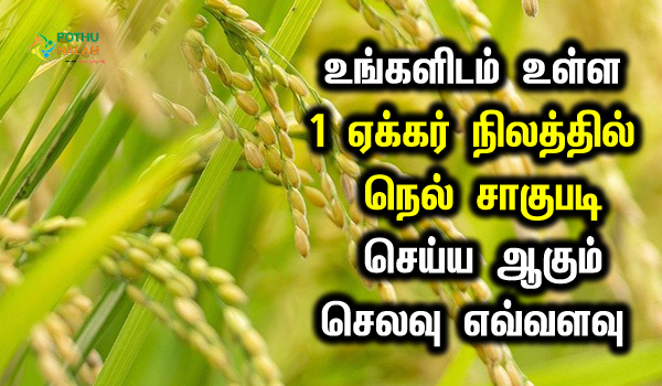 cost of cultivation of paddy 1 acre in tamilnadu