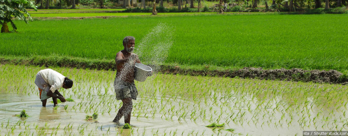 cultivation of paddy total cost in tamil 