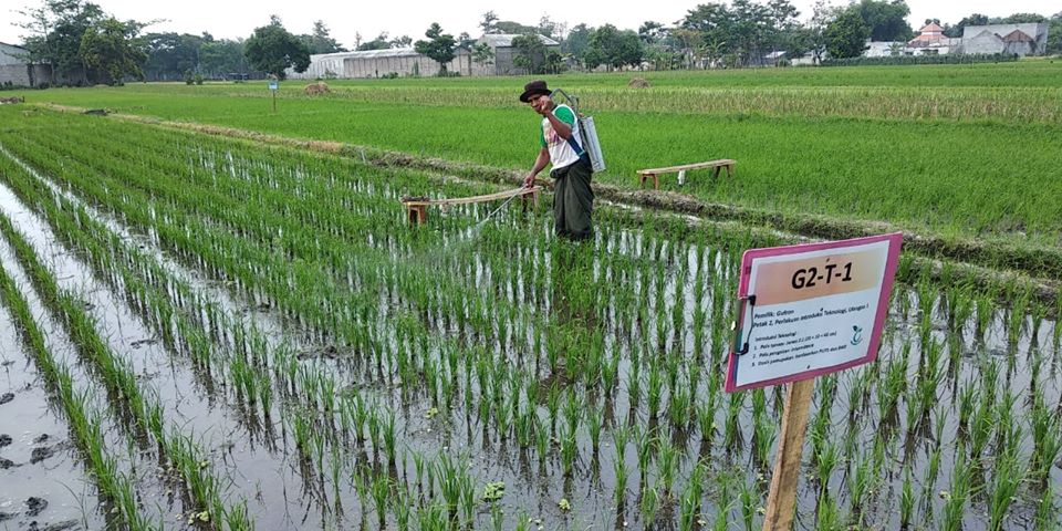 cultivation of paddy total cost in tamil 