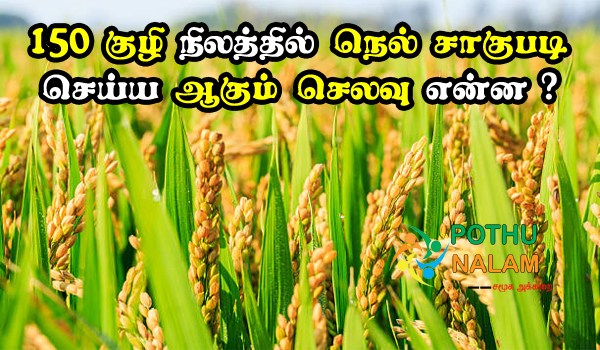 cultivation of paddy total cost in tamil