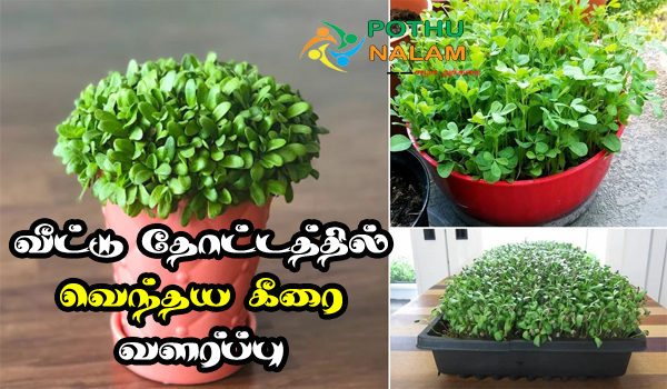 grow fenugreek leaves at home in tamil
