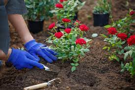 grow rose plant easy