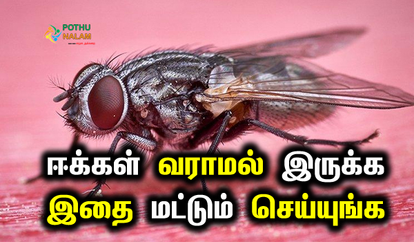 housefly killer home remedy in tamil