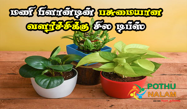 how to grow and take care of your money plant