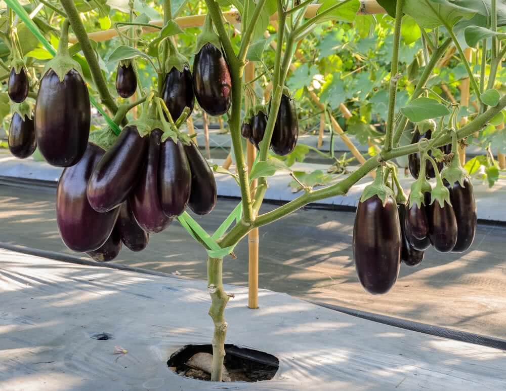  how to grow brinjal plant at home in tamil