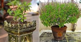 how to grow tulsi plant