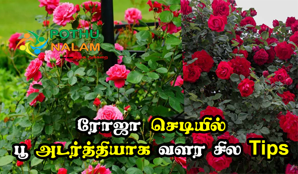 make rose plants flower more in tamil