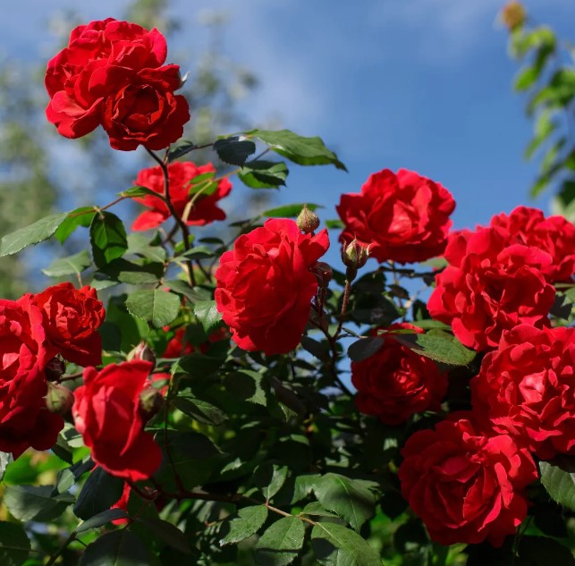 Best Fertilizer For Rose Plant in Tamil