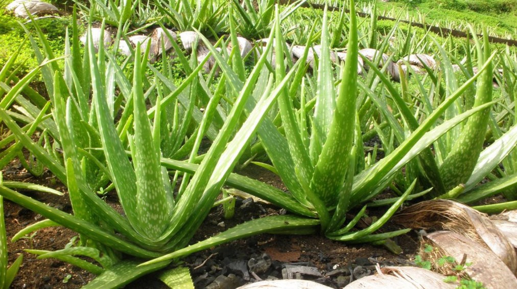How to grow aloe vera at home in tamil 