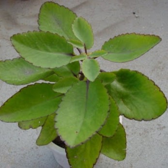 Ranakalli Plant nanmaigal in Tamil