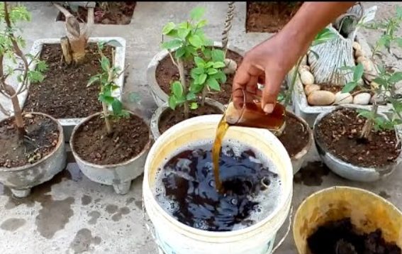  fertilizer for hibiscus plant in tamil
