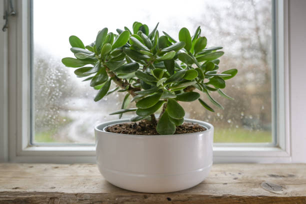  how to grow jade plant in water in tamil