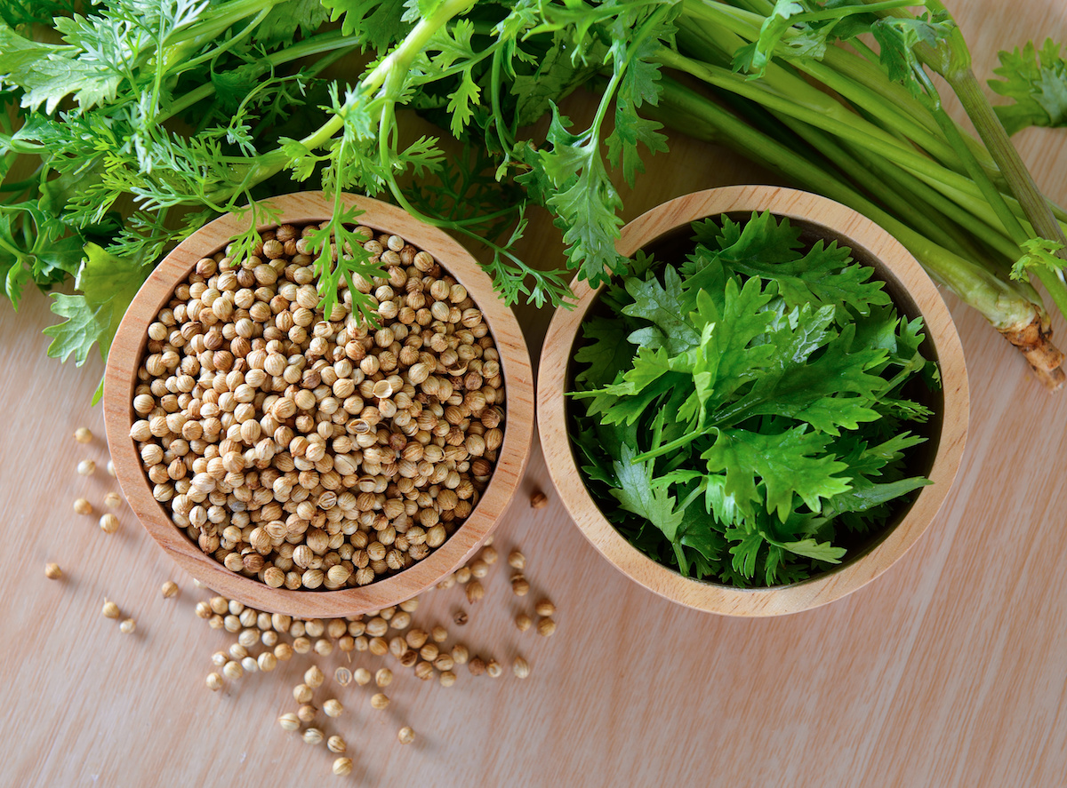 how to store coriander leaves without fridge in tamil 
