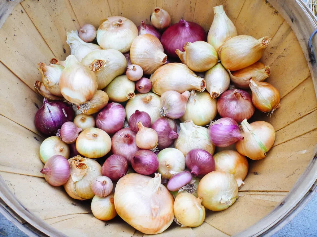 how to store onions for long time in tamil
