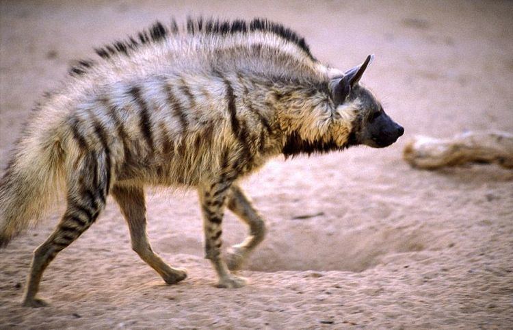 hyena interesting facts in tamil
