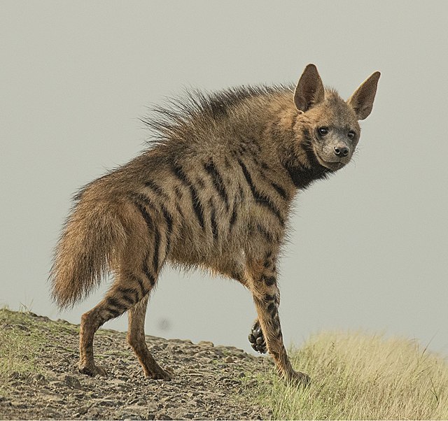 hyena interesting facts in tamil