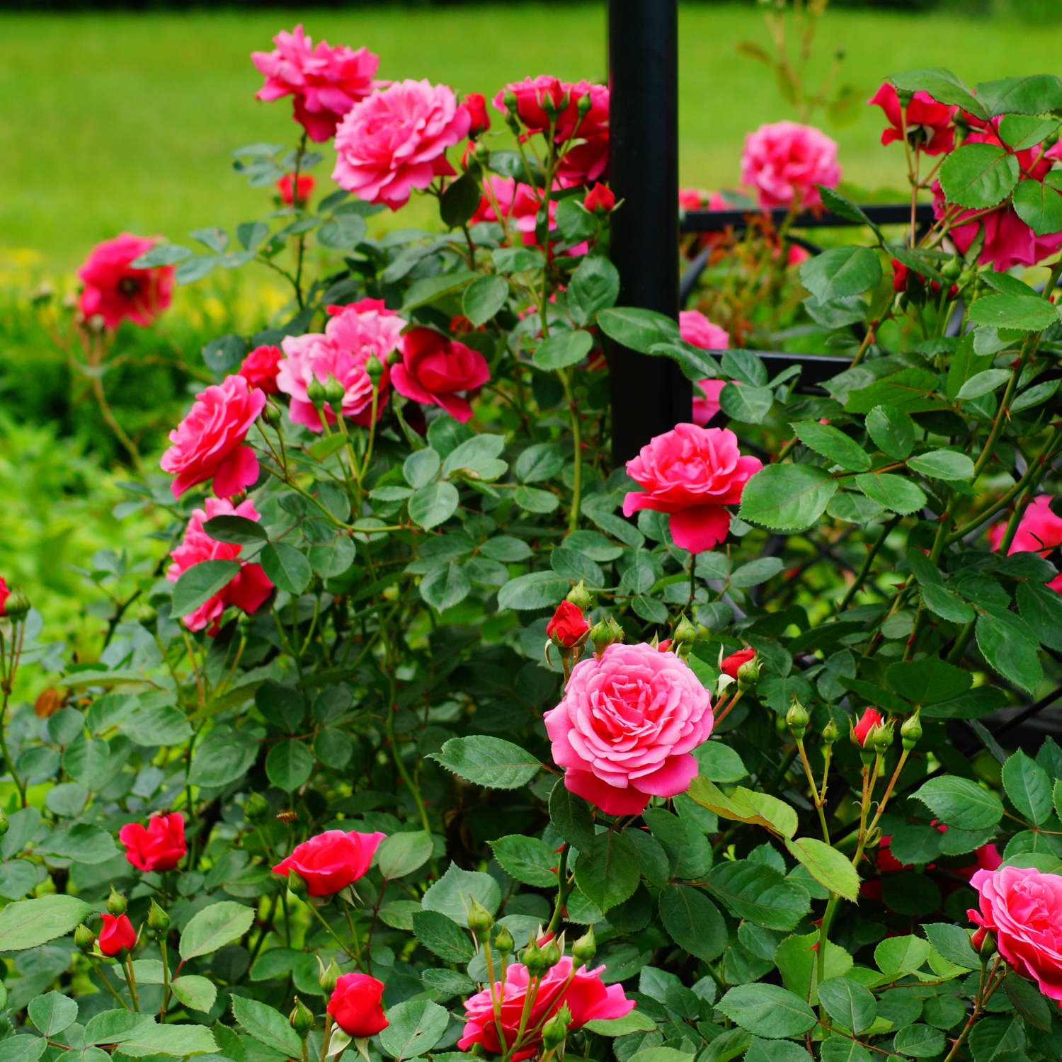 rose plant grow tips in tamil