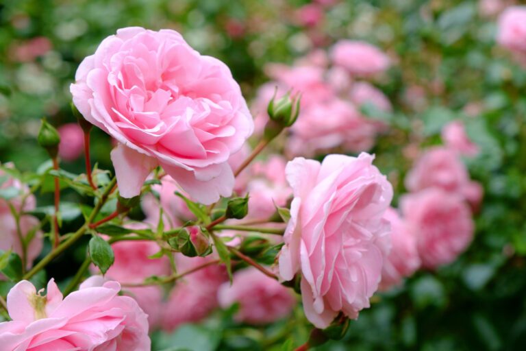 natural fertilizer for rose plant in tamil