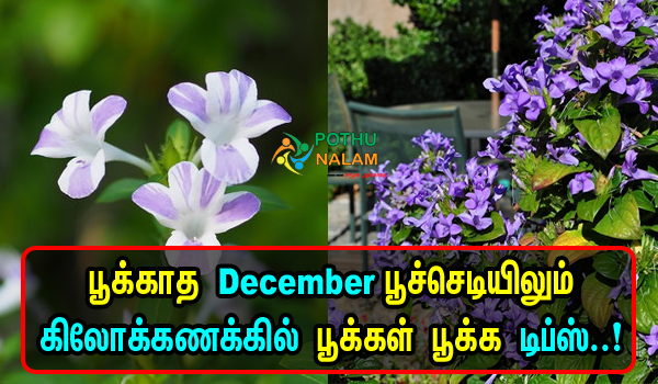 December Poo Sedi Athigam Pooka Tips in Tamil