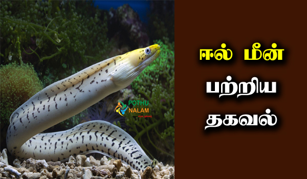 Eel fish in tamil