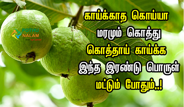 Guava Tree Fertilizer in Tamil