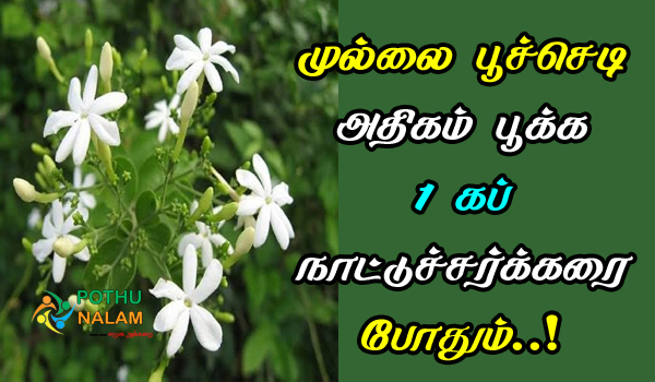 How Grow Faster Mullai Poo Plant in Tamil
