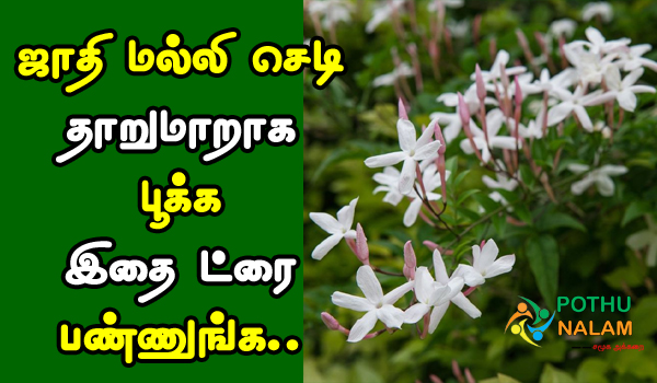 How to Grow Faster Jathi Malli Plant in Tamil