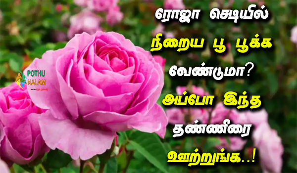 How to get more flowers in rose plant in Tamil