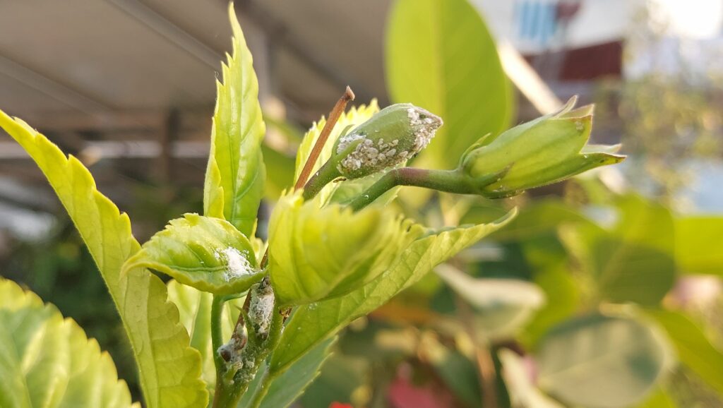  home remedy for mealybugs on hibiscus in tamil