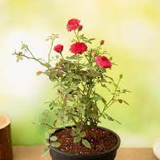 secret tips for rose plant 