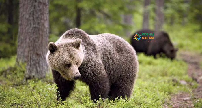 Bear information in tamil